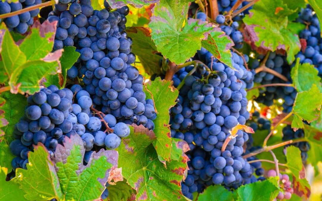 Smart- & Big Data Management in the Vineyard